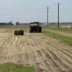 Bermuda Grass Available Everyday 