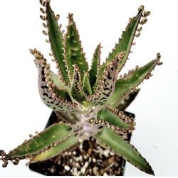 Organic locally sourced Mother of Thousands Kalanchoe Tubiflora Succulent Plant