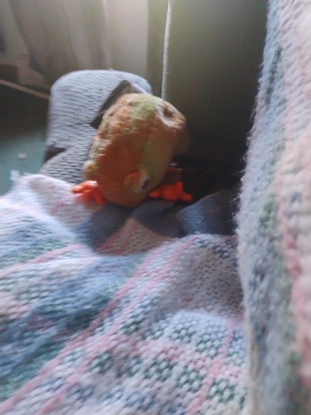 TY Beanie Babies 2000 PRINCE-Frog