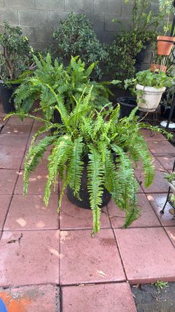 Large Boston Fern in Black Pot