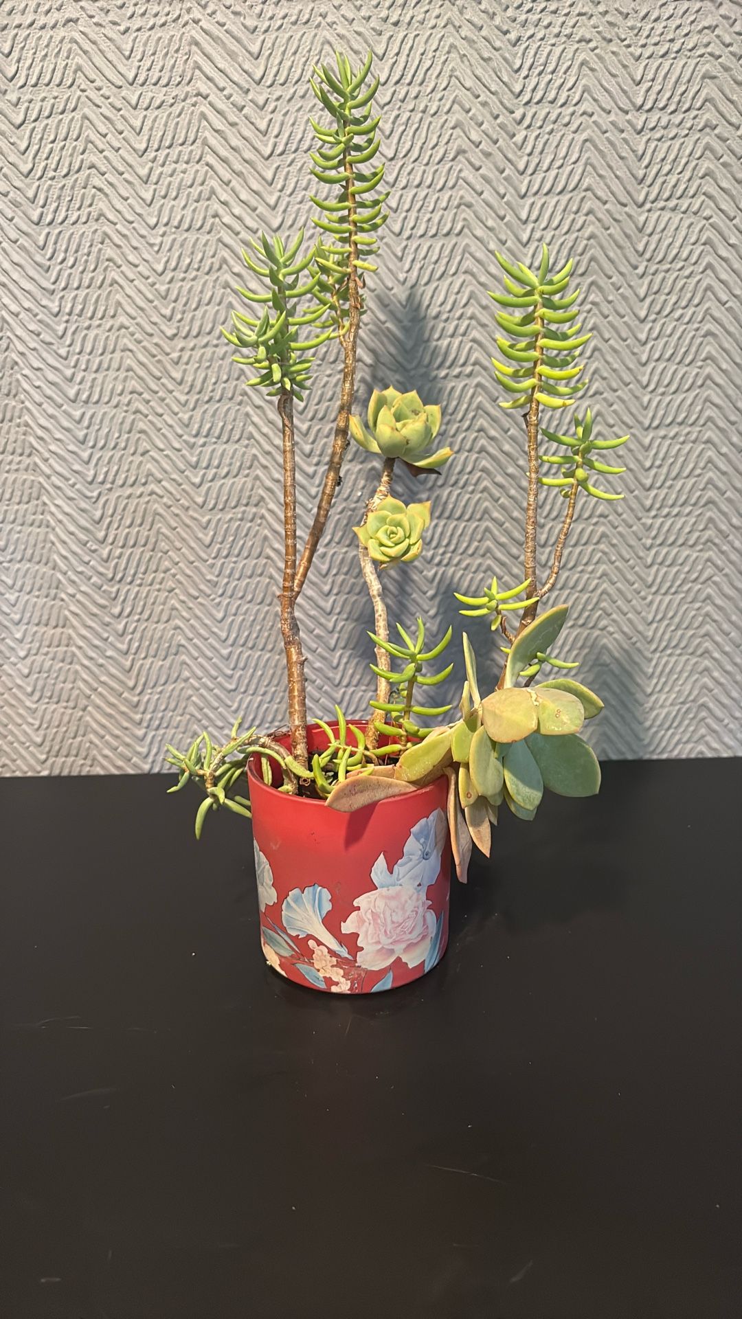 Succulent