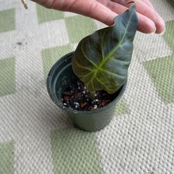 Alocasia Regal Shield