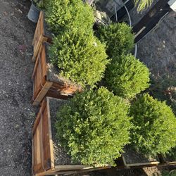 Boxwood Globes