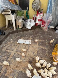 Chicken food