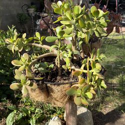 Jade succulent plant/ jade planta