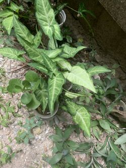 Brake fern Plant