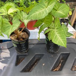 3 Inch Pot Philodendron Three Dollars Each