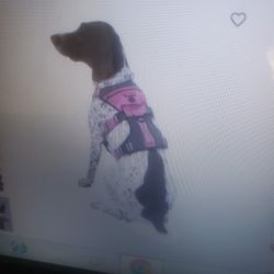 Kong Safety Dog Harness