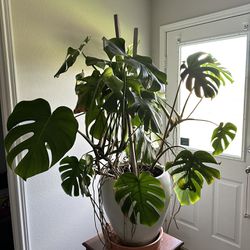 Beautiful House Plants 