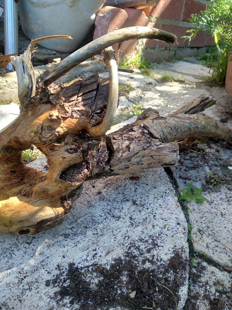 Natural Driftwood