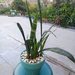 Planta Natural En Base De Cerámica 