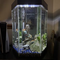 20 Gallon Tank