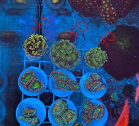 Fake reef tank decoration hammer