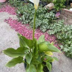 Calla Plant $15