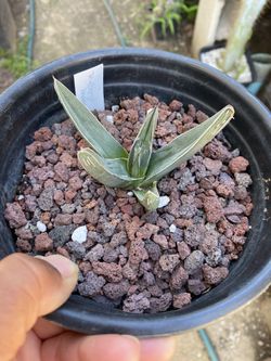 Agave nickelsiae