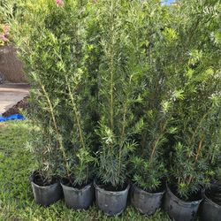 Beatifu podocarpus About 6 feet tall Instant Privacy Hedge