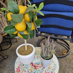 Lemon And Lavender Decor