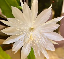 Elegant Epiphyllum  Pumilum Orchid Cactus Fresh Cutting 6-8 In. 