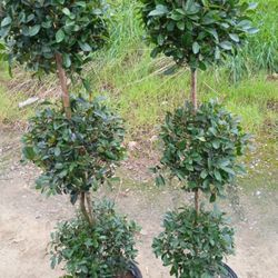 Three Ball Trees.. Real