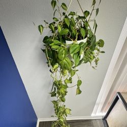 Hanging Plant 