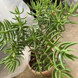 Succulents And Bird Decor For $5