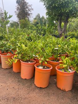 5 Gallon Size- Fruiting Age- Citrus Trees