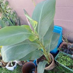 Plants Cana Lily Color Rojo