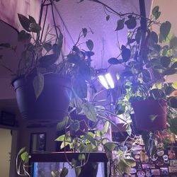 Cebu Blue Pothos Rooted Cuttings