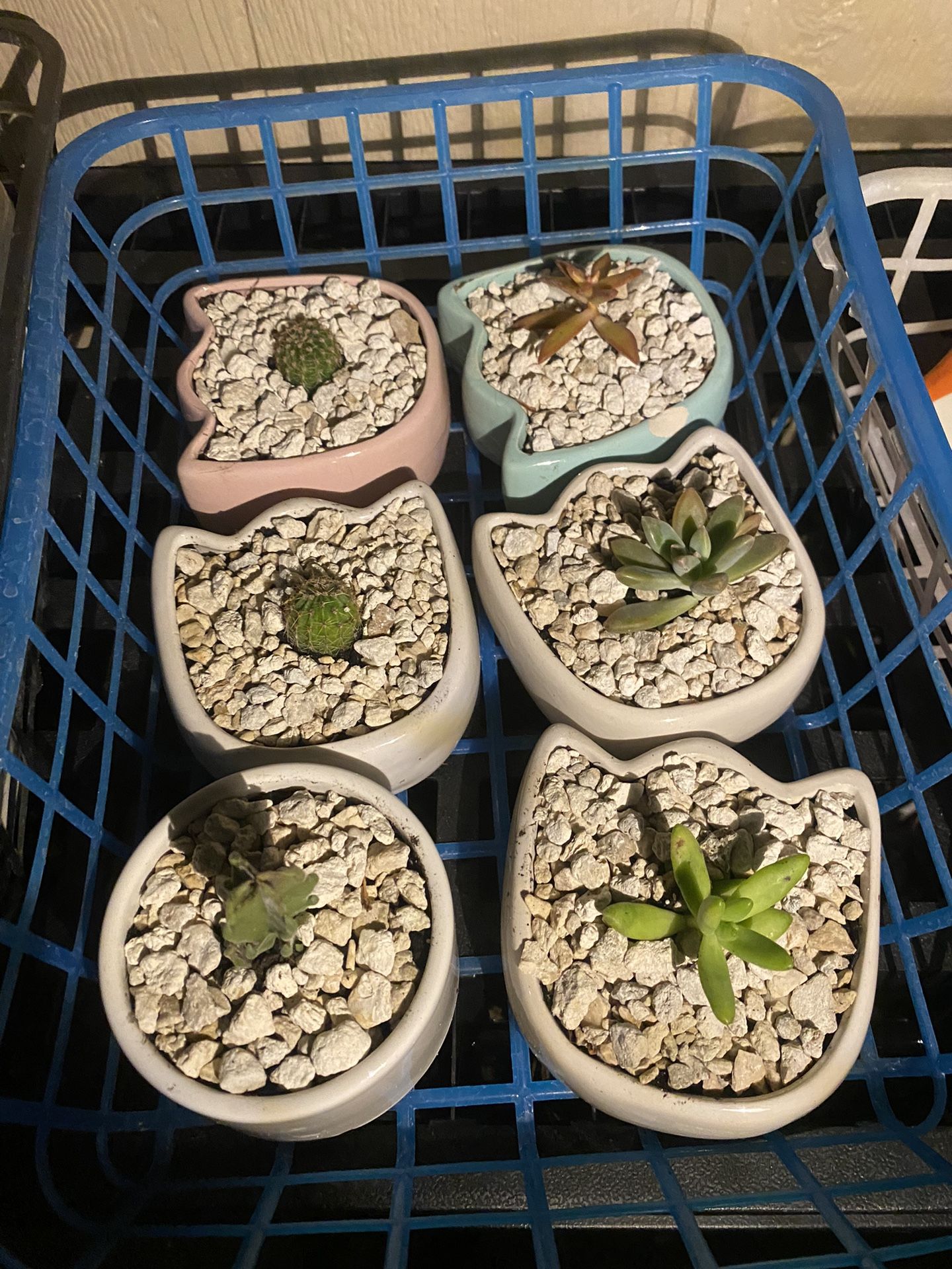 Succulents Plats For Sale Ask Me !