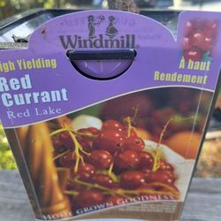 Red CURRANT PLANT