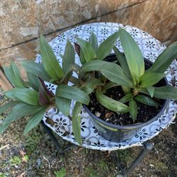 Indoor Plant 