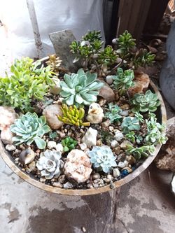 Succulent Garden