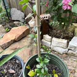 jasmin blanco  resisten el frio 