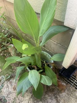 Canna Lily