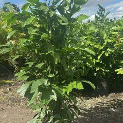 fishtail palms over 5 feet tall $60 Instant Privacy Hedge For Fence Green Full 