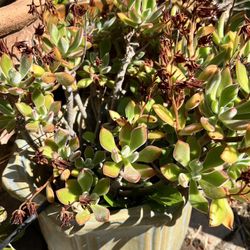 Pot With Flowering Succulent Plant