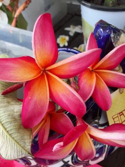 Special color plumeria cutting with flowers intact ready to plant