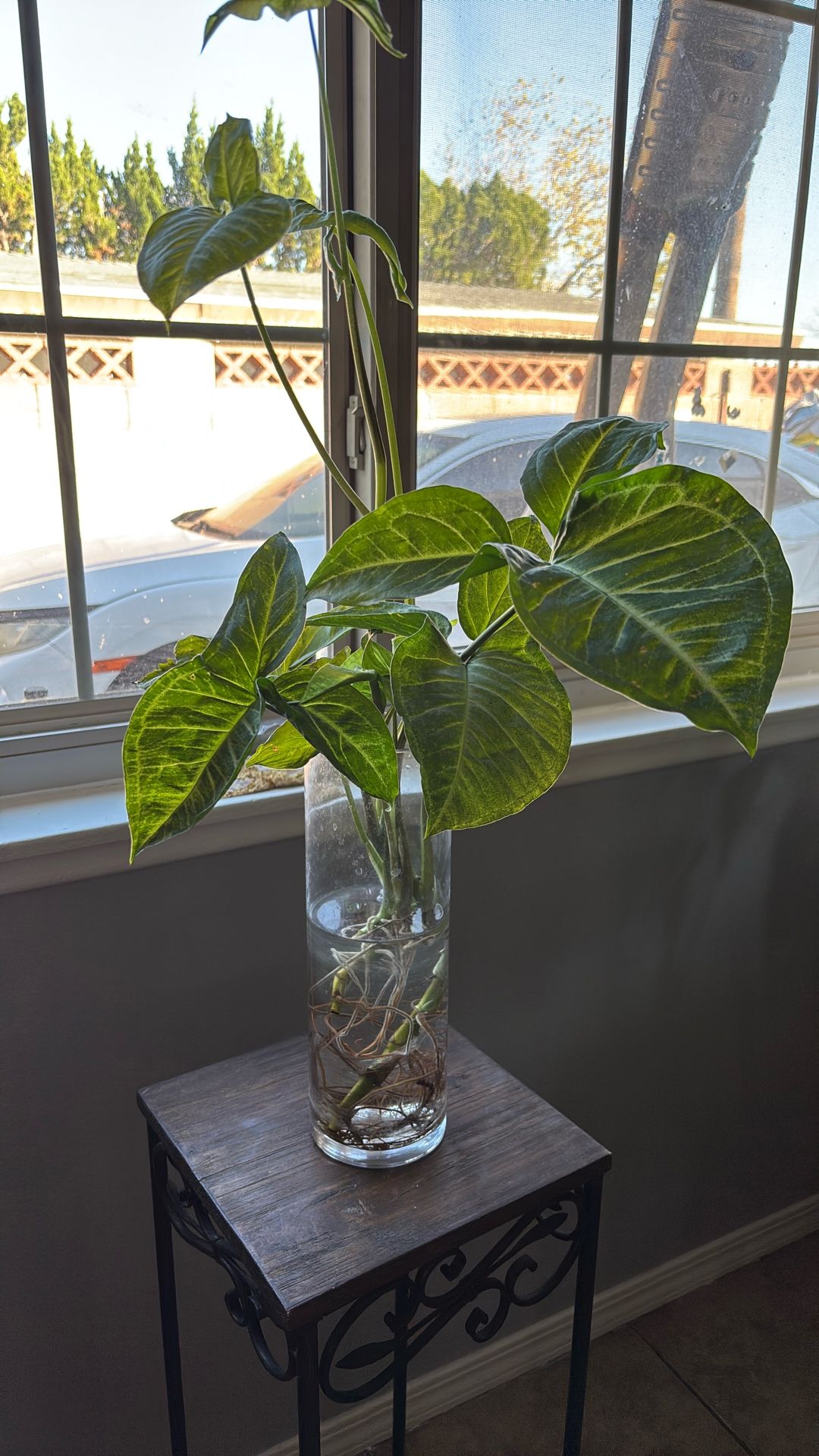 planta natural con vase hermosa