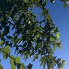 Brianna Rea