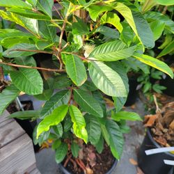 Pink Guava 