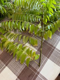 Curry leaves for free