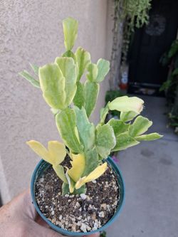 Variegated Christmas Cactus Plant $20