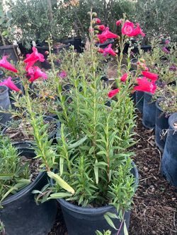 Penstemon