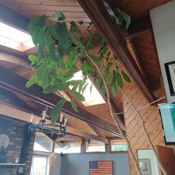 Extremely large 12' tall Schefflera arboricola tree plant with pot.