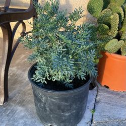 Ruda / Rue 🪴(3gal)