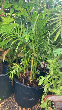 Plantas