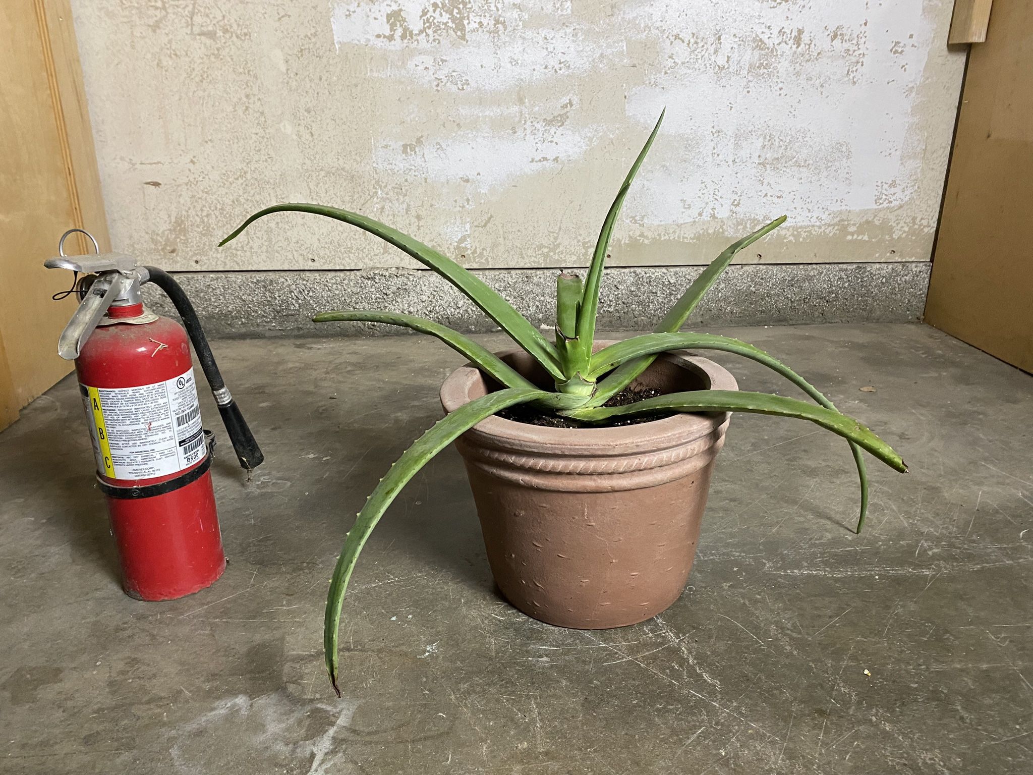 Aloe Vera Plants In Ceramic Pot-Organic