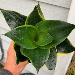 Birdsnest Snake Plant Sansiveria Low Light 