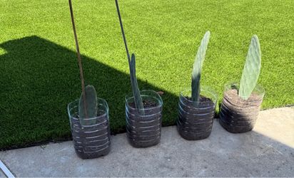 Opuntia Cactus 4@10 each