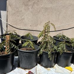 1 Gallon Very Healthy Curry Leave Plant 